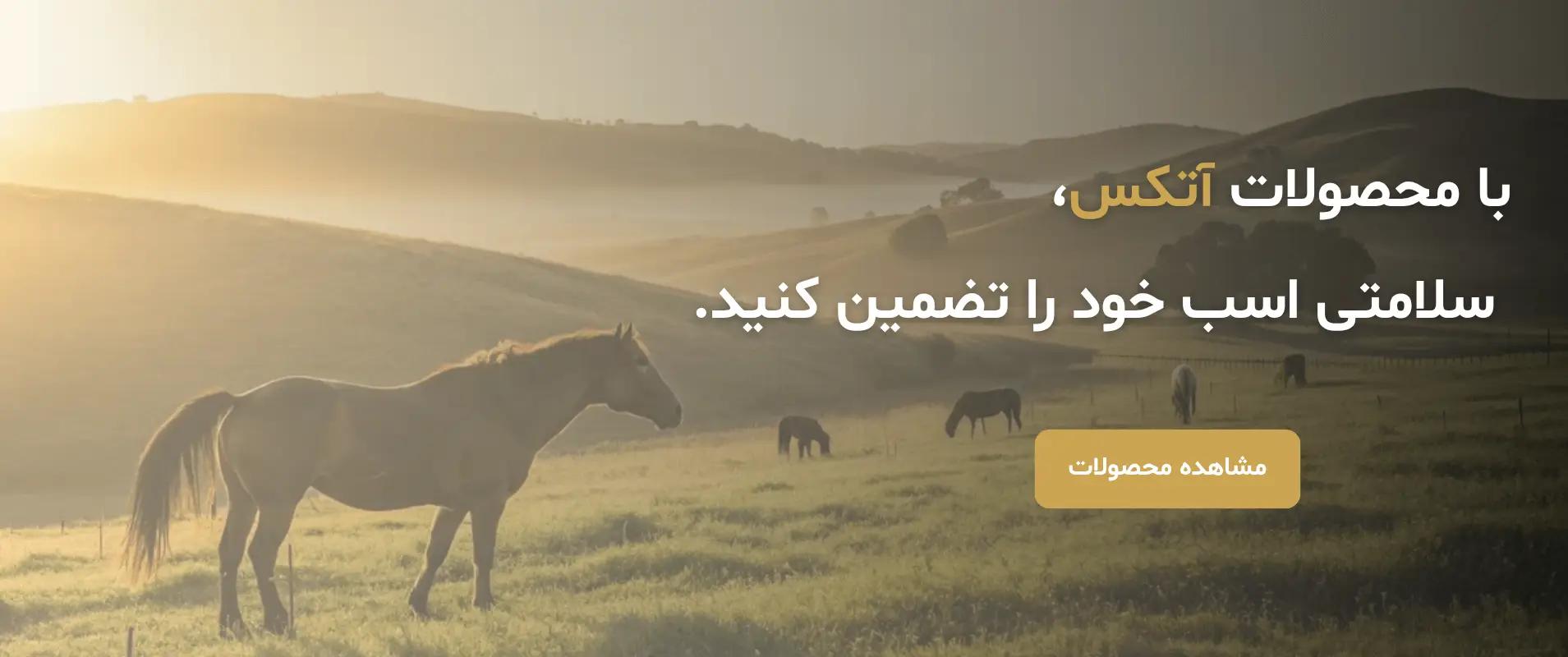 Atex- Banners (1)-min